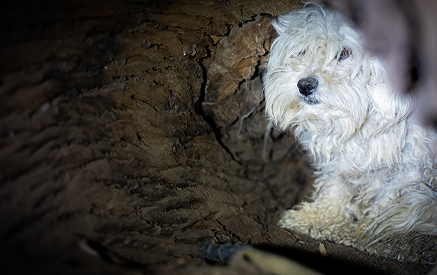 white maltese dog inside a log
